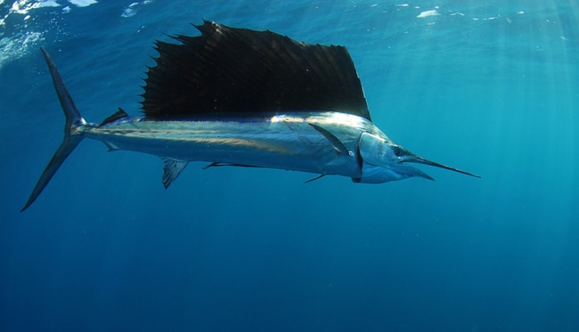 11 - sea0002sailfish-1025.jpg