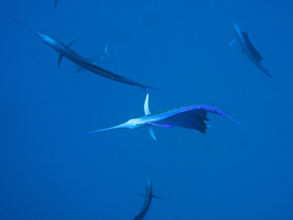 Feedling sailfish showing blue hues