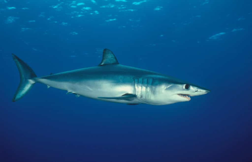 11 david hall-shortfin mako shark 93c2b.jpg