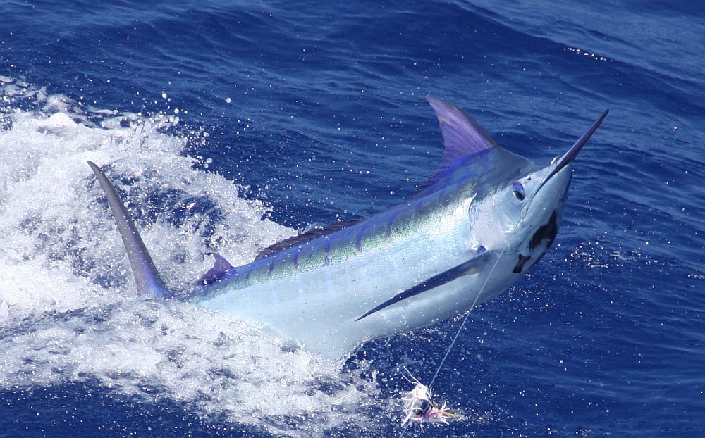 jumping blue marlin in Kona, Hawaii