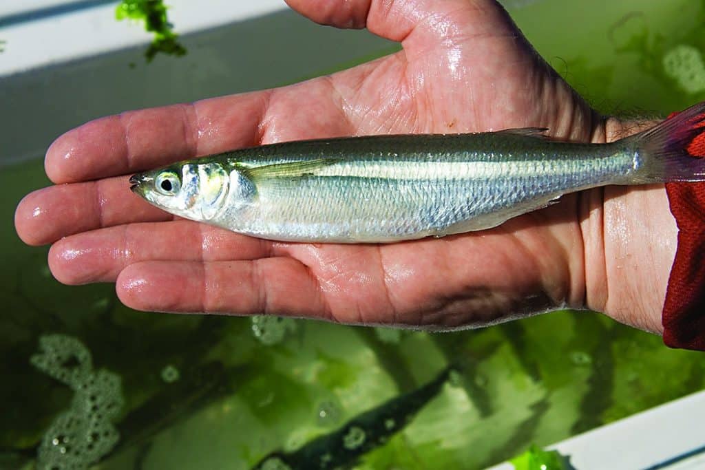 Live bait for corvina, bay bass and grouper fishing