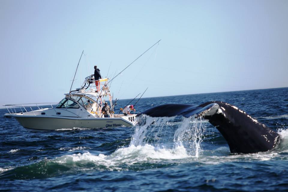 Sport-fishing boat has close encounter with a humpback whale