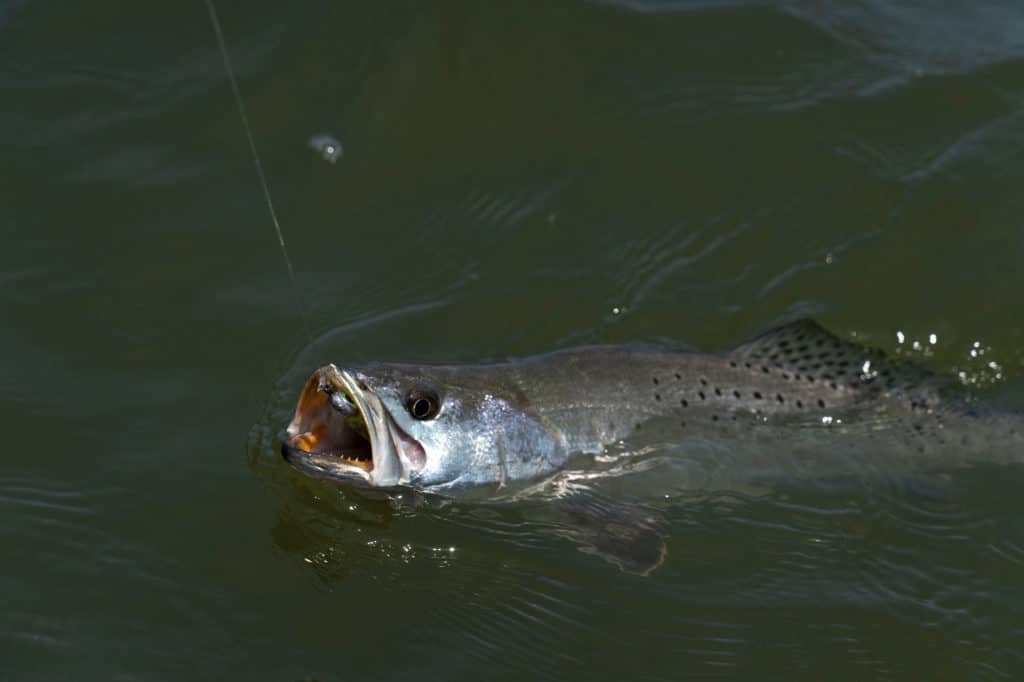 Seatrout near a rig