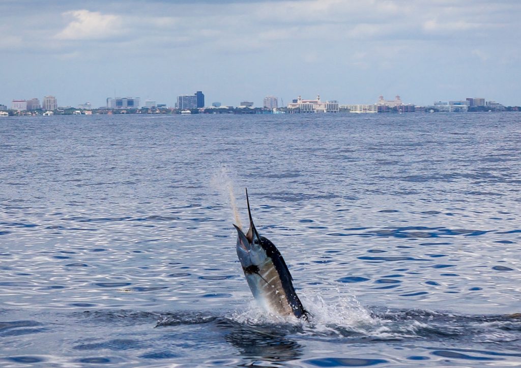 Underwater world of Florida Game Fish -- leaping sailfish