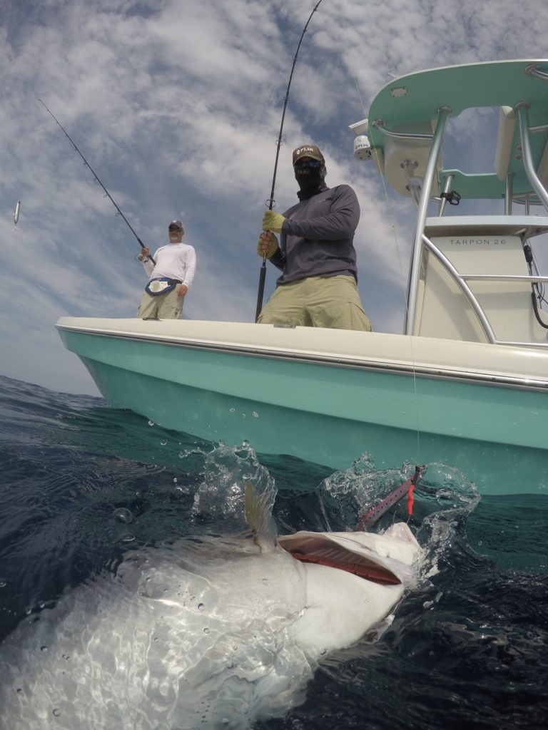 amberjack caught fishing Marco Island, Florida