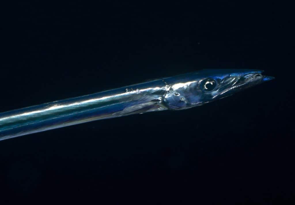 Larval snake mackerel