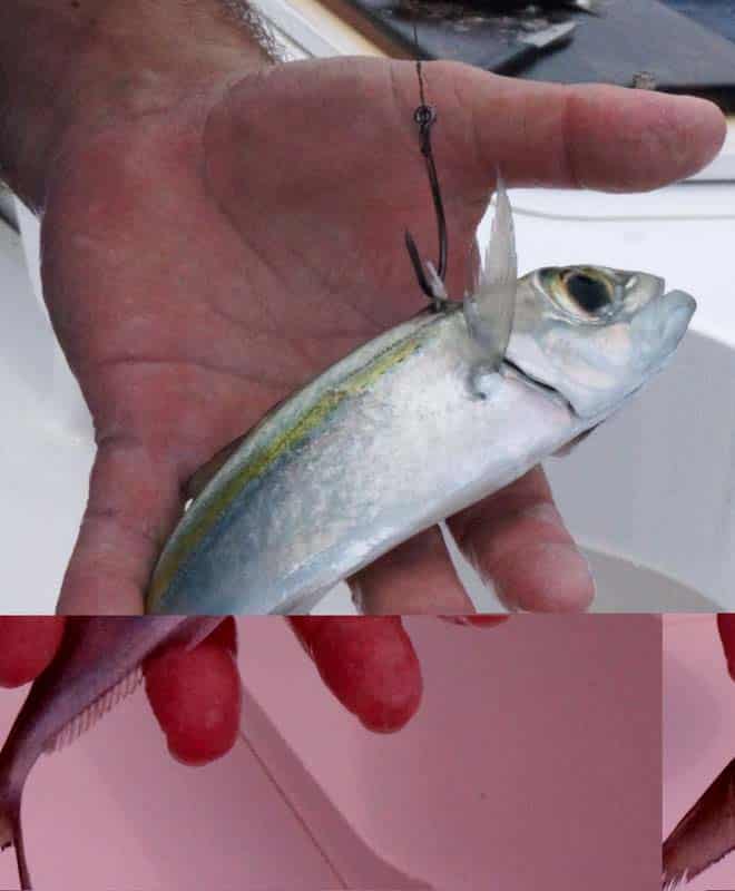 11_golf_and_fish.jpg
