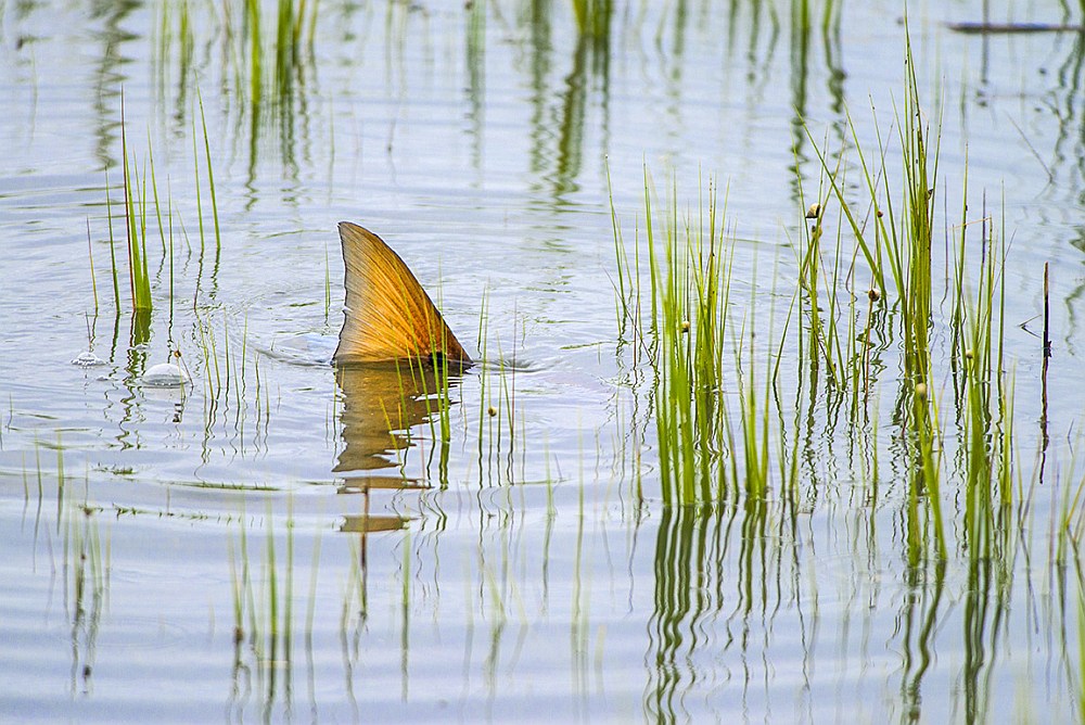 Red drum (redfish) tailing in marsh grass flats fishing