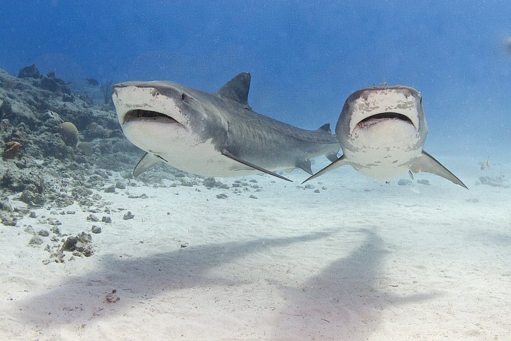 Underwater tiger sharks