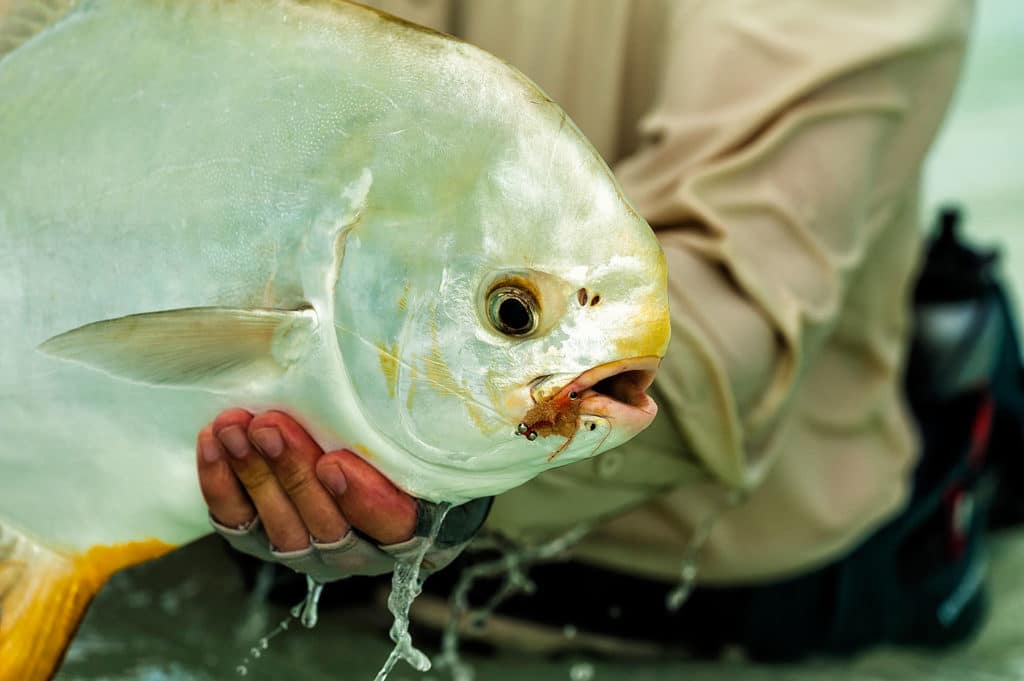 Dazzling fishing photography of Henry Gilbey - Indo-Pacific Permit