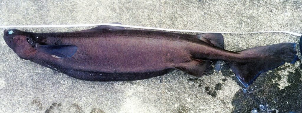 FROG SHARK (Somniosus longus)