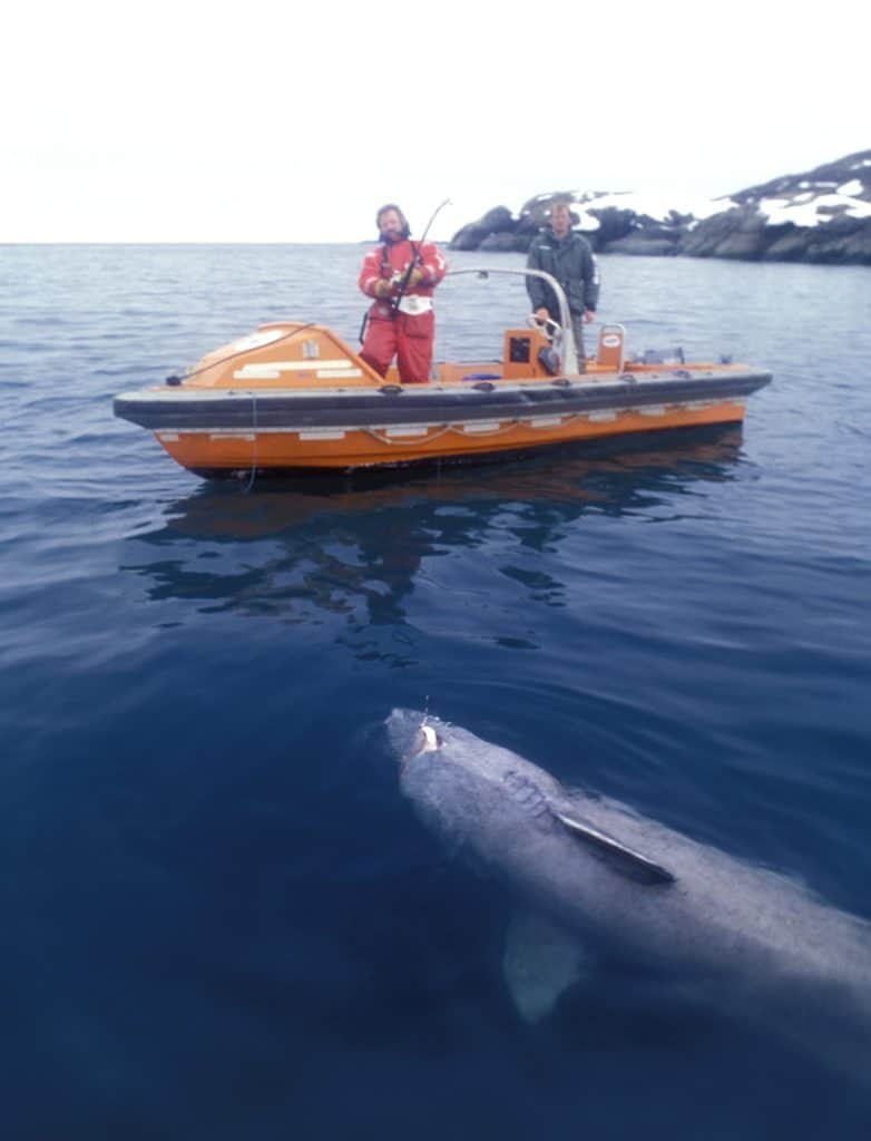 Greenland shark Arctic Ocean