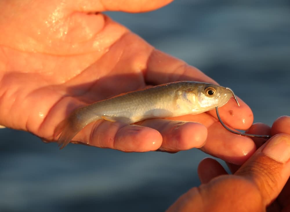 Small live killifish are excellent baits, known in northern Gulf as cocahoes
