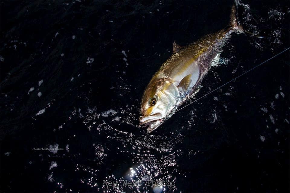 amberjack fishing