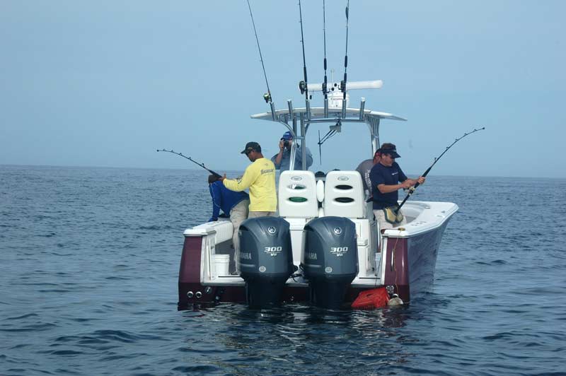 Thresher and blue shark frenzy off the coast of Maine