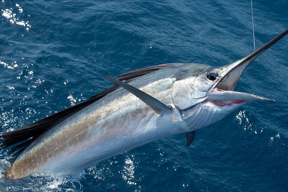 sailfish jump