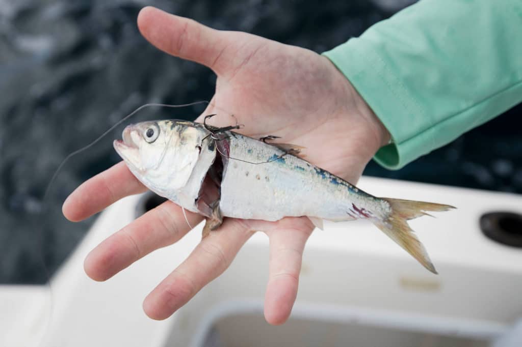 Catching Kingfish Off Cape Canaveral, Florida