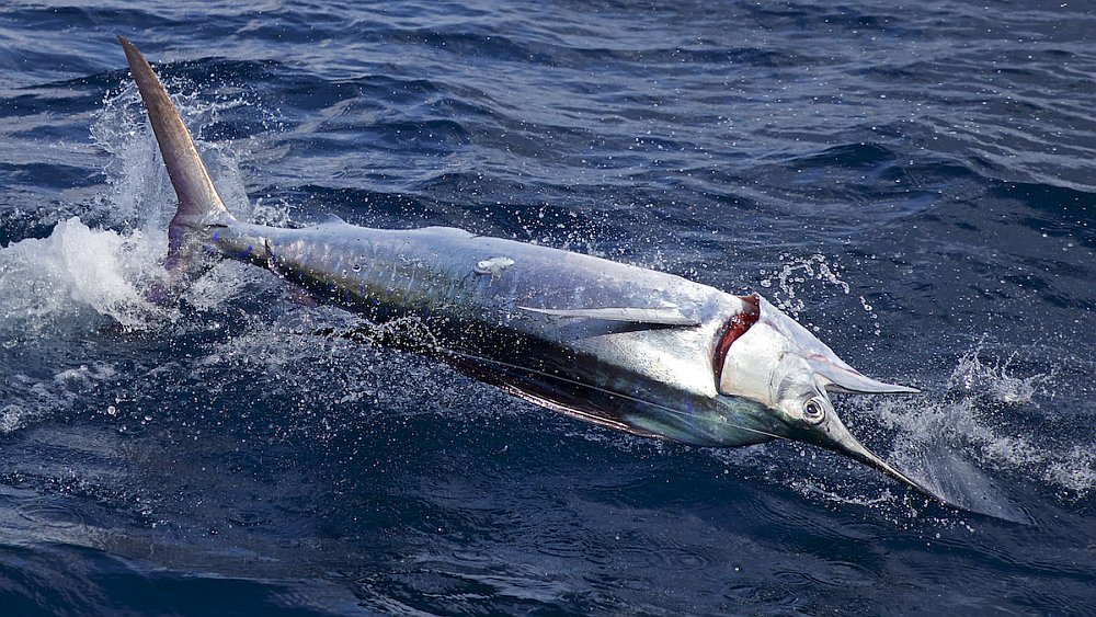 Caribbean sailfish jumping out of the water