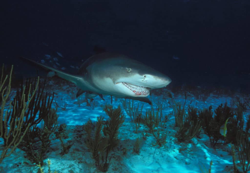 12 david hall lemon shark 06b10.jpg