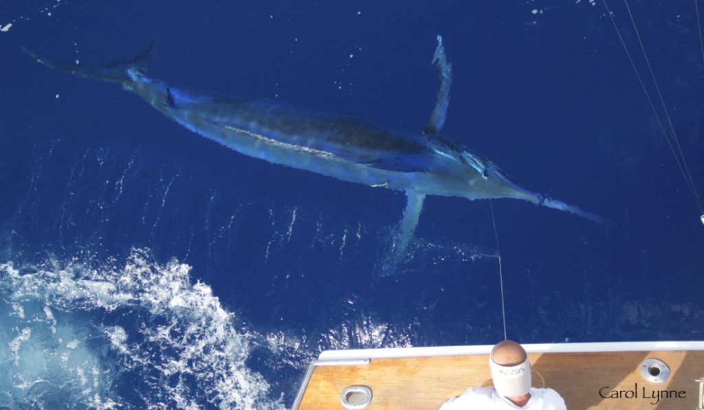 blue marlin swimming by fishing boat in Kona, Hawaii