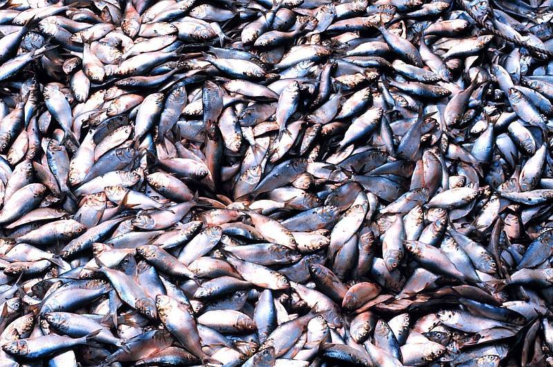 Menhaden by the millions - purse seiner's haul