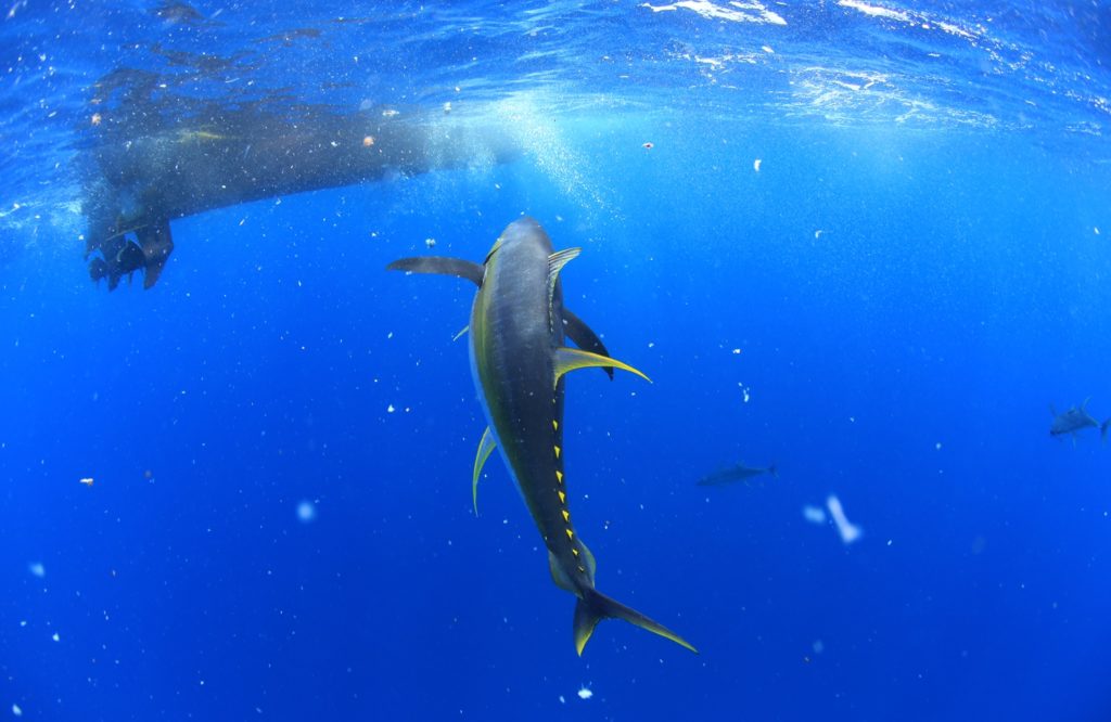 Ascension Island - huge tuna