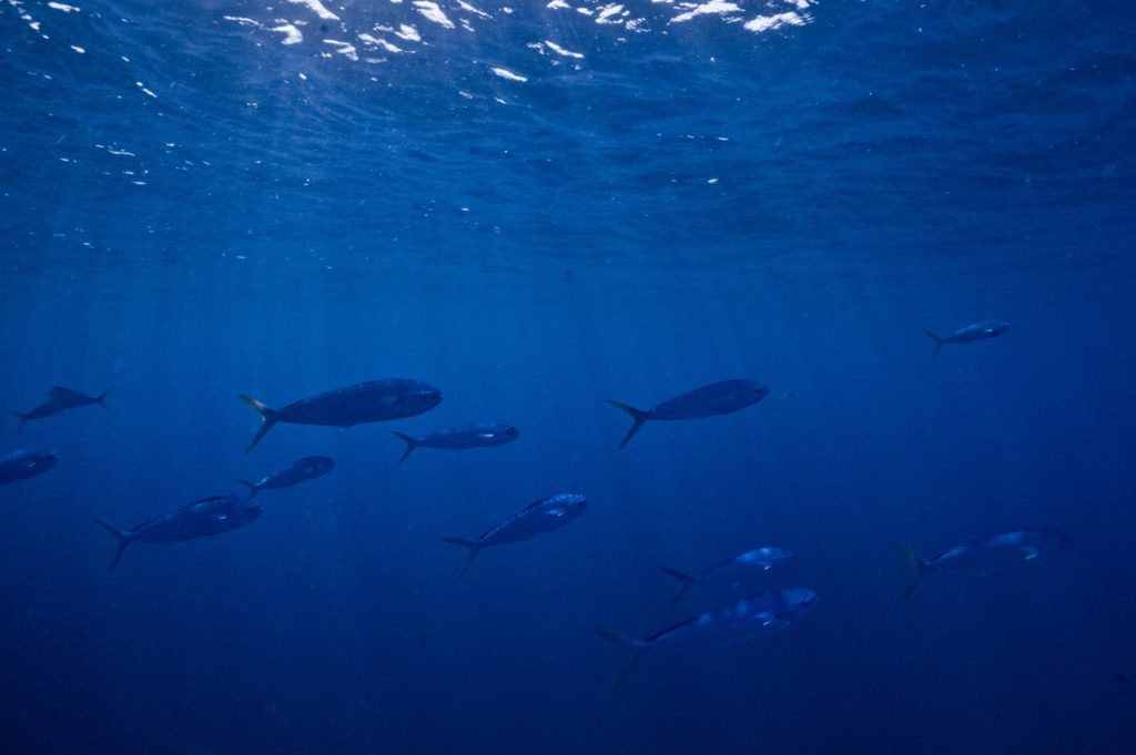 Underwater world of Florida Game Fish -- dolphinfish (mahi)