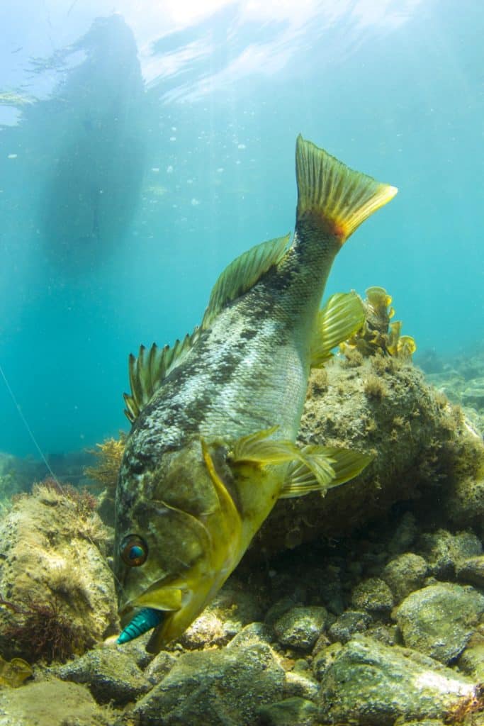 Kayak fishing Cedros Island, Baja -- calico bass darts for the bottom