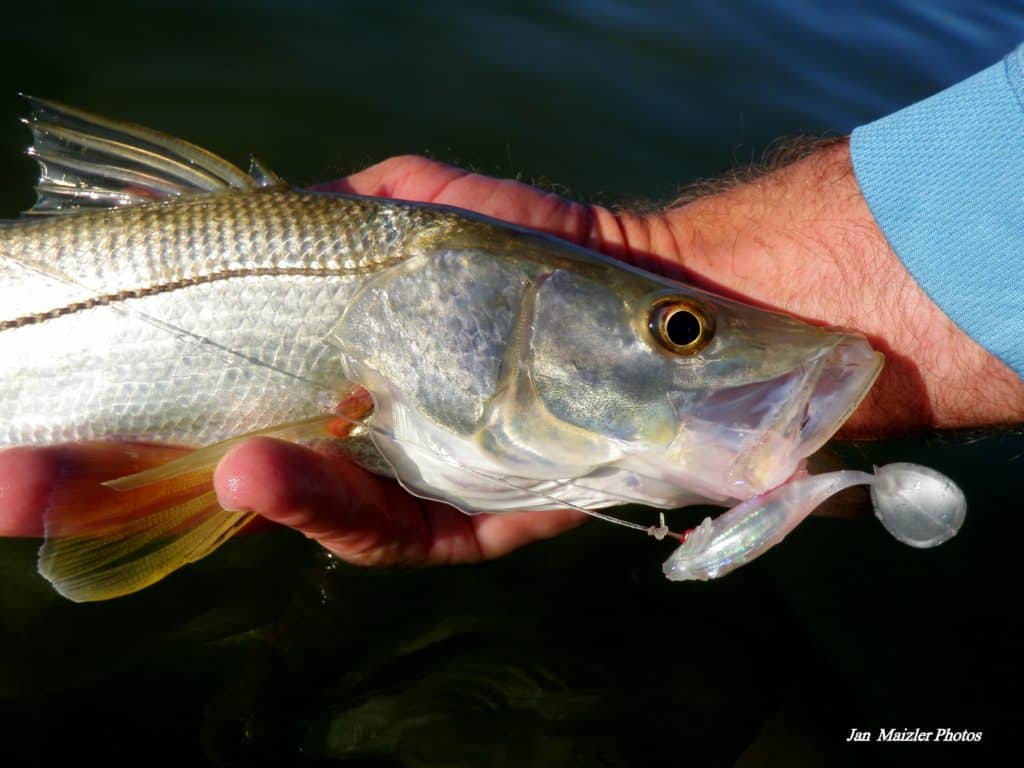 12_floridainshoreslam3snook2.jpg