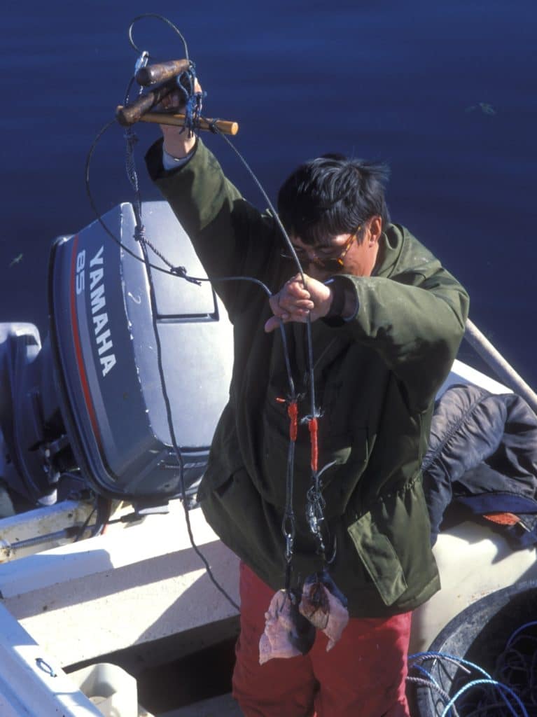 Fisherman shows fishing tackle for Greenland sharks