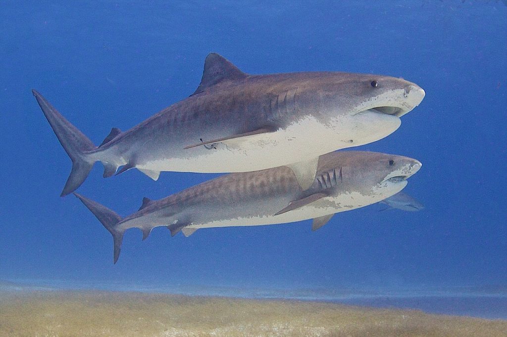 Underwater tiger sharks Bahamas