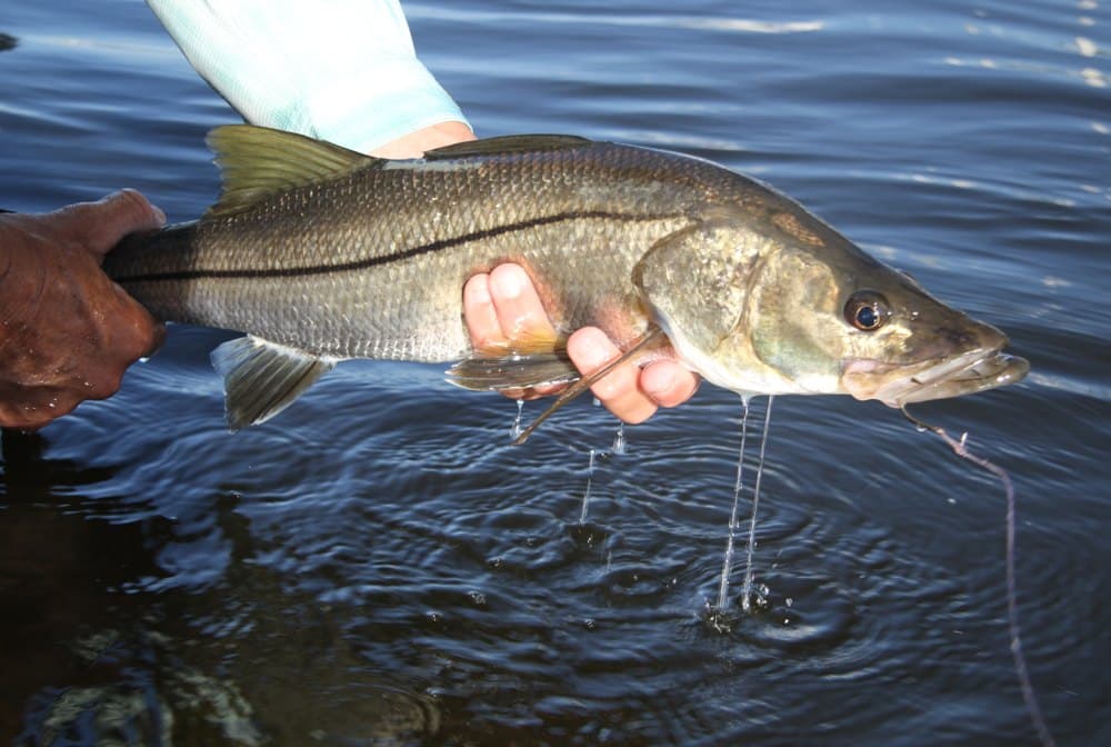 Fishing Stuart, Florida