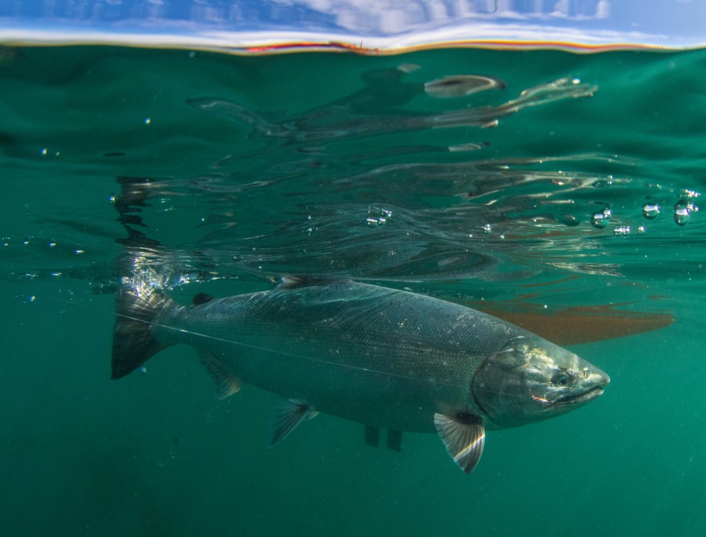 Hard-fighting coho salmon makes another run