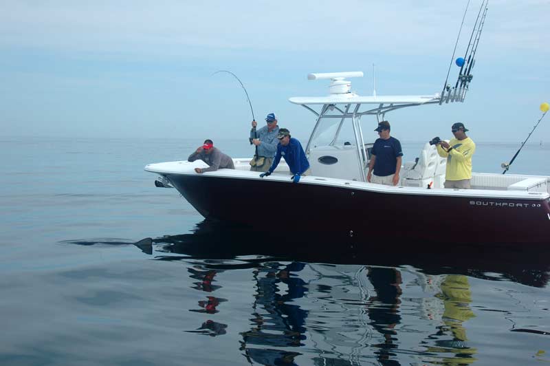 Thresher and blue shark frenzy off the coast of Maine