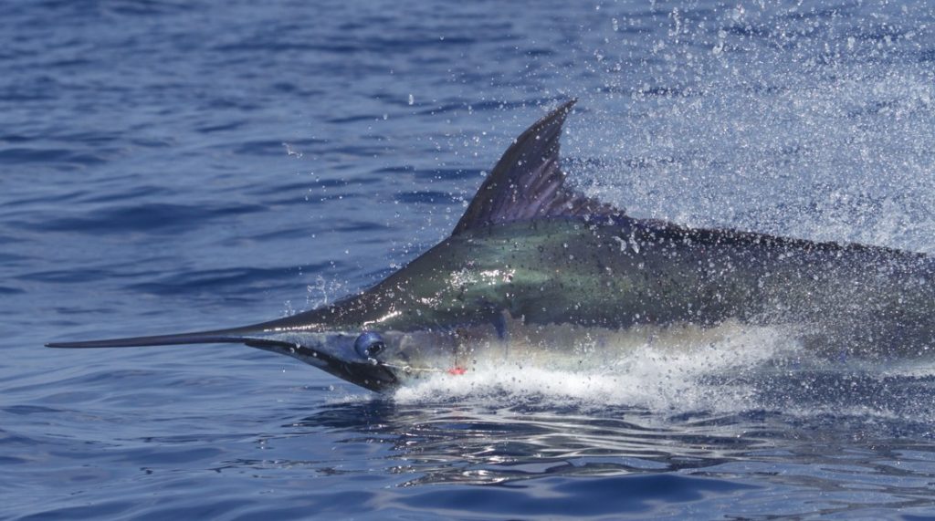 jumping blue marlin caught fishing in Kona, Hawaii