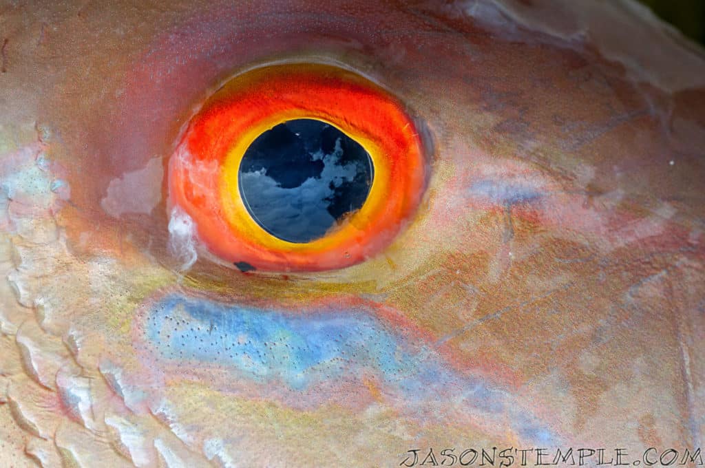 mutton snapper eyeball