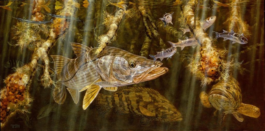 goliath grouper mangrove snook underwater art Don Ray marine fishing artist