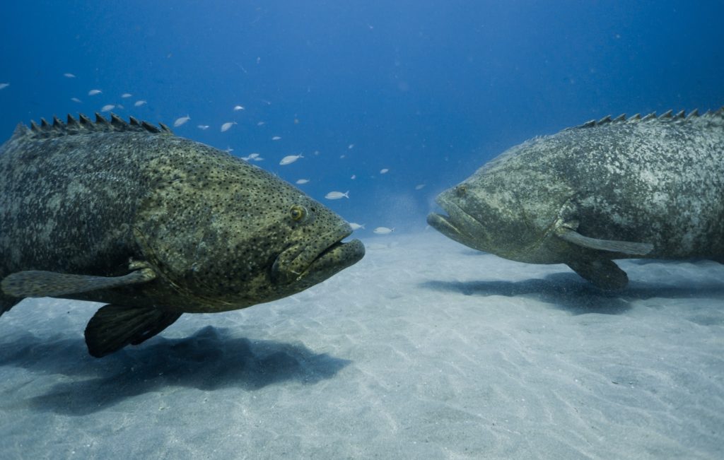 Underwater world of Florida Game Fish -- goliath grouper
