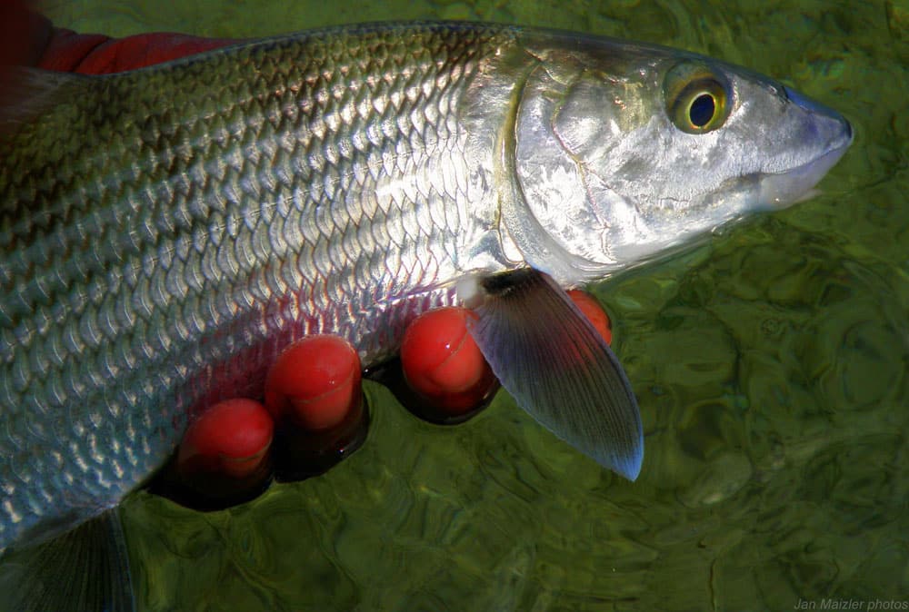 13_goldcoast13bonefish.jpg