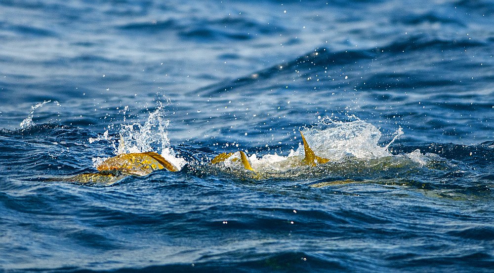 Yellowtail snapper feeding on pilchards at ocean surface off Key West, Florida
