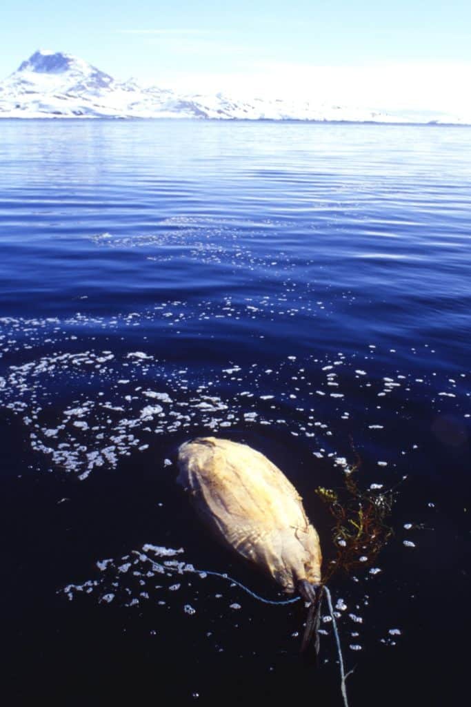 Rotting seal carcass deep sea fishing