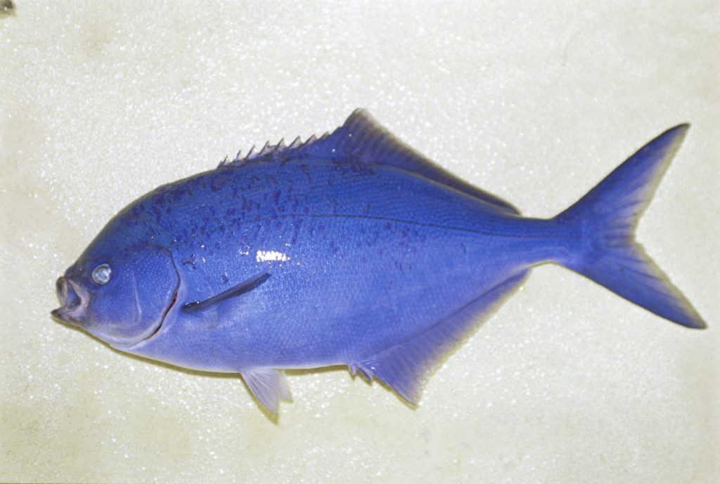 Blue maomao caught deep sea fishing