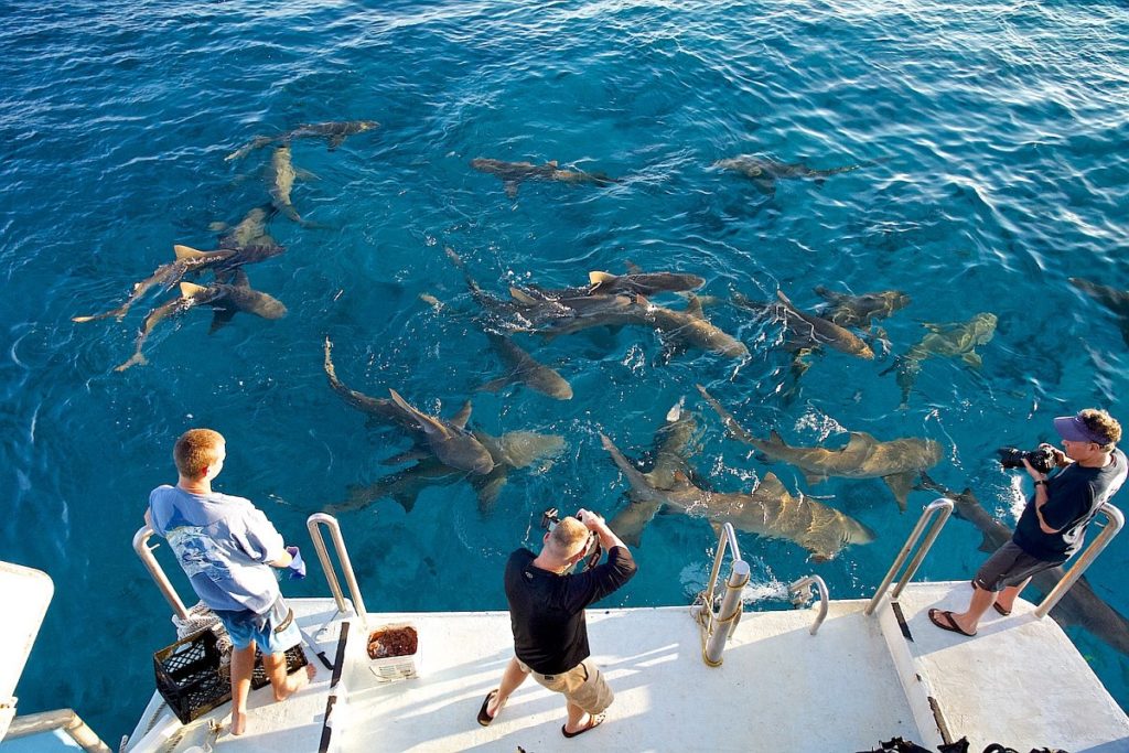 Sharks surfacing Bahamas