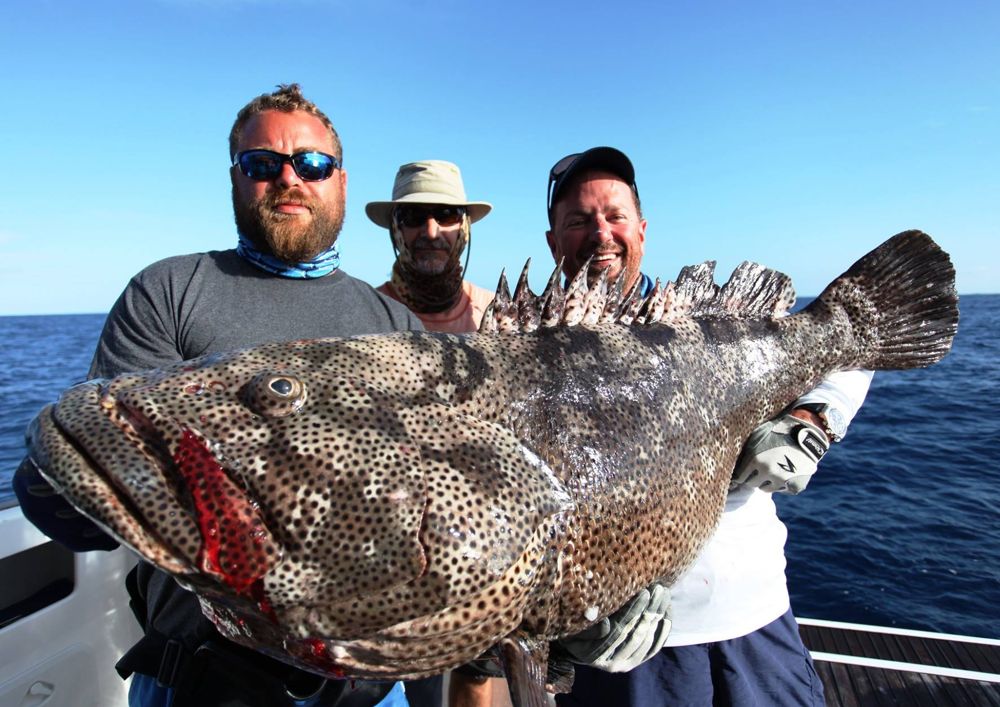 An immense malabar grouper caught in New Caledonia
