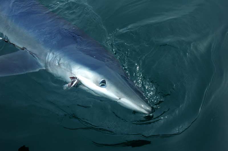 Thresher and blue shark frenzy off the coast of Maine