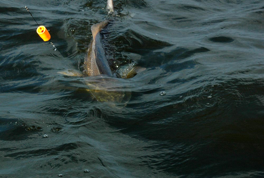 Big redfish caught on a popping cork