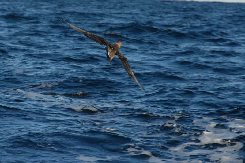 Busting up Blackfin out of Oregon Inlet