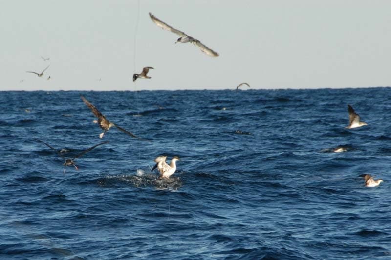 Busting up Blackfin out of Oregon Inlet