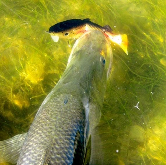 Indian River Lagoon Flats