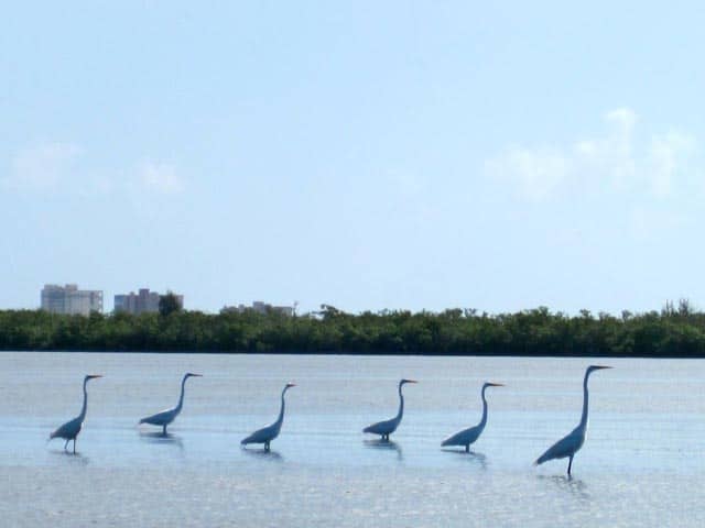 Indian River Lagoon Flats